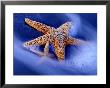 Two Starfish On Beach, Hilton Head Island, South Carolina, Usa by Charles R. Needle Limited Edition Print