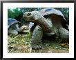 Giant Tortoises At Charles Darwin Research Station, Isla Santa Cruz, Galapagos, Ecuador by Jeff Greenberg Limited Edition Print