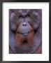 Orangutan Male, Tanjung National Park, Borneo by Theo Allofs Limited Edition Print