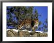 Amur Leopard, Panthera P Orientalis by Robert Franz Limited Edition Pricing Art Print