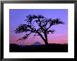 Windswept Pine Tree Framing Mount Hood At Sunset, Columbia River Gorge National Scenic Area, Oregon by Steve Terrill Limited Edition Print