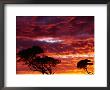 Trees Silhouetted By Sunset At Mundrabilla, Australia by Diana Mayfield Limited Edition Print