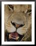An Close Portrait Of A Lion by Tom Murphy Limited Edition Pricing Art Print