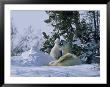 A Polar Bear Cub Plays With Its Resting Mother Near A Snow Drift by Norbert Rosing Limited Edition Print
