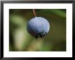 A Close View Of A Blueberry Still On The Stem by Bill Curtsinger Limited Edition Print