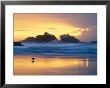 Beach At Sunset With Sea Stacks And Gull, Bandon, Oregon, Usa by Nancy Rotenberg Limited Edition Print