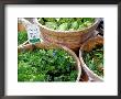 Herbs And Greens, Ferry Building Farmer's Market, San Fransisco, California, Usa by Inger Hogstrom Limited Edition Print