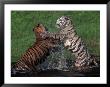 Bengal Tigers, Panthera Tigris, Endangered Species by Robert Franz Limited Edition Print