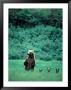 Brown Bear And Cubs, Mikfik Creek, U.S.A. by Mark Newman Limited Edition Pricing Art Print
