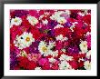 Flowers In The Devarajah Market, Mysore, Karnataka, India by Greg Elms Limited Edition Print