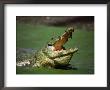 Nile Crocodile (Crocodylus Niloticus) At The Kachikaly Crocodile Pool, Bakau, Western, Gambia, The by Ariadne Van Zandbergen Limited Edition Print