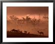 Camel And Camp At Camel Fair, Pushkar, Rajasthan, India by Dallas Stribley Limited Edition Print