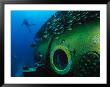 School Of Fish And A Diver Swim Around The Research Vessel Aquarius by Brian J. Skerry Limited Edition Print