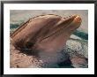 Close-Up Of Dolphin In Pool by Stewart Cohen Limited Edition Pricing Art Print