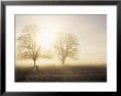 Backlit Trees And Morning Fog, Lechrain, Landsberg, Germany, Europe by Jochen Schlenker Limited Edition Print