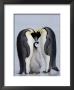 Emperor Penguin Chick And Adulta, Snow Hill Island, Weddell Sea, Antarctica, Polar Regions by Thorsten Milse Limited Edition Print
