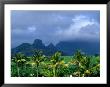 Palm Trees And Mountain Peaks In Distance, Mauritius by John Hay Limited Edition Print