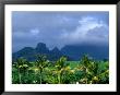 Palm Trees And Mountain Peaks In Distance, Mauritius by John Hay Limited Edition Pricing Art Print