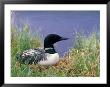 Wonder Lake And Common Loon On Nest, Denali National Park, Alaska, Usa by Darrell Gulin Limited Edition Print