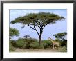 Southern Giraffe And Acacia Tree, Okavango Delta, Botswana by Pete Oxford Limited Edition Print