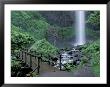 Falls From Foot Trail, Oregon Latourell Falls, Columbia River Gorge, Oregon, Usa by Jamie & Judy Wild Limited Edition Print