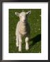 New Lamb, South Island, New Zealand by David Wall Limited Edition Pricing Art Print