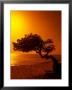 Lone Divi Divi Tree At Sunset, Aruba by Bill Bachmann Limited Edition Print