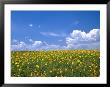 Sunflowers, Colorado, Usa by Terry Eggers Limited Edition Print