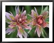 Indian Paintbrush, Banff National Park, Alberta, Canada by Rob Tilley Limited Edition Pricing Art Print