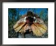 Frilled Lizard (Chlamydosaurus Kingii) In Defensive Pose, Kakadu National Park, Australia by David Curl Limited Edition Print