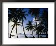 Coconut Trees On Beach, Nassau, Bahamas by Johnson Dennis Limited Edition Print