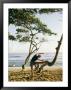 A Woman Stretches Her Body On A Small Tree At A Sandy Beach by Skip Brown Limited Edition Print