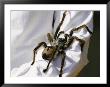 A Large Tarantula Spider On A Mans Arm by W. Robert Moore Limited Edition Pricing Art Print