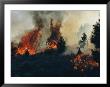 Controlled Fires Burn Eagerly In Small Patches by Melissa Farlow Limited Edition Print