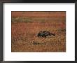 A Wild Turkey Feeds In A Field by Melissa Farlow Limited Edition Pricing Art Print