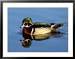 Male Wood Duck With Reflection by Russell Burden Limited Edition Pricing Art Print
