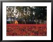 Field Of Crimson Clover Near Old House, Or by Donald Higgs Limited Edition Print