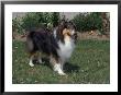 Colored Rough Collie Standing, Canada by Ralph Reinhold Limited Edition Print