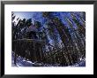 Man Riding Log On Snowboard, Vail, Co by Kurt Olesek Limited Edition Print