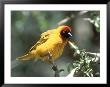 Masked Weaver, East Africa by Elizabeth Delaney Limited Edition Print