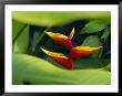 Heliconia Flower (Bird Of Paradise), Tropical Rainforest, Dominica, Caribbean, Central America by Fred Friberg Limited Edition Print