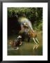 Elephants Being Washed In The River Near Chiang Mai, The North, Thailand by Gavin Hellier Limited Edition Print