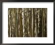 A Large Grouping Of Birch Trees by Paul Damien Limited Edition Print