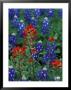 Texas Bluebonnet And Indian Paintbrush, Texas, Usa by Claudia Adams Limited Edition Print