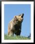 Grizzly Bear Vocalizing by Norbert Rosing Limited Edition Print