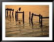 Heron On Dock by Joel Sartore Limited Edition Print