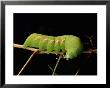 Sphinx Moth Caterpillar Eats Its Way Across A Leaf by George Grall Limited Edition Print