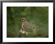 Mourning Dove (Zenaida Macroura) Nesting In A Pine Tree by Brian Gordon Green Limited Edition Print