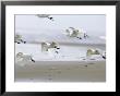 Yellow-Billed Egrets Flying Low To The Ground by Michael Nichols Limited Edition Pricing Art Print