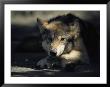 Gray Wolf by Joel Sartore Limited Edition Print